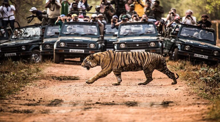 Overcrowded safari vehicles on forest track disturbing wildlife habitat
