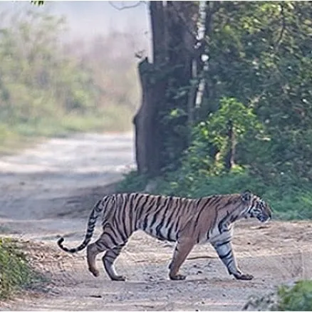 Kosi River flowing through Corbett forest landscape in Uttarakhand