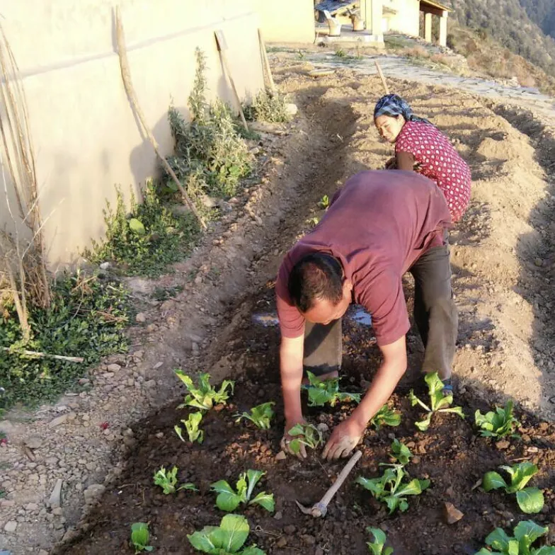 Guest exploring organic farming experience near Jim Corbett