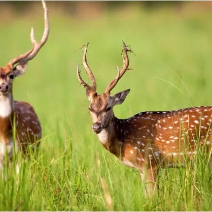 Village trail in Kumaon region near Jim Corbett National Park