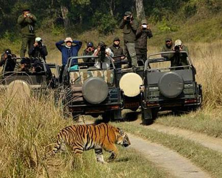 Jungle Safari