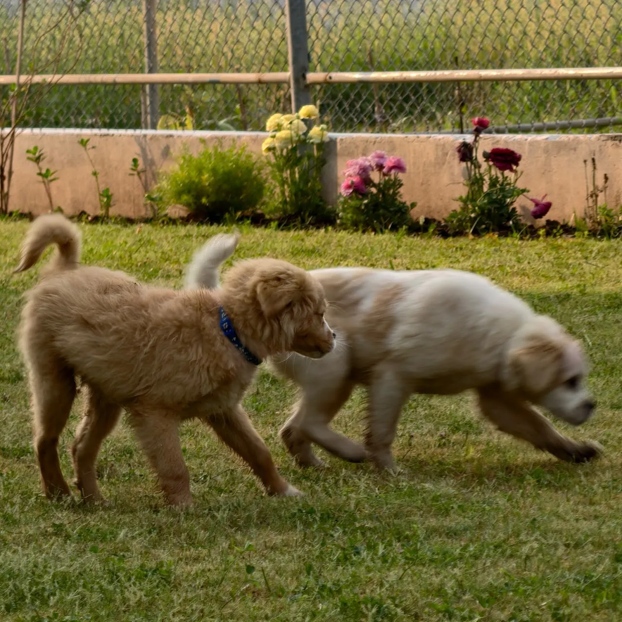 Open spaces for pets