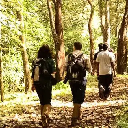 Guided nature walk through forest trails near Corbett