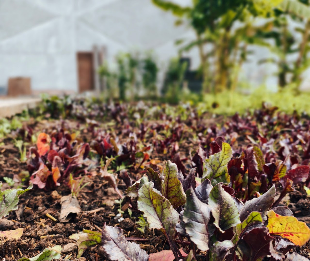 Organic Farming Experience