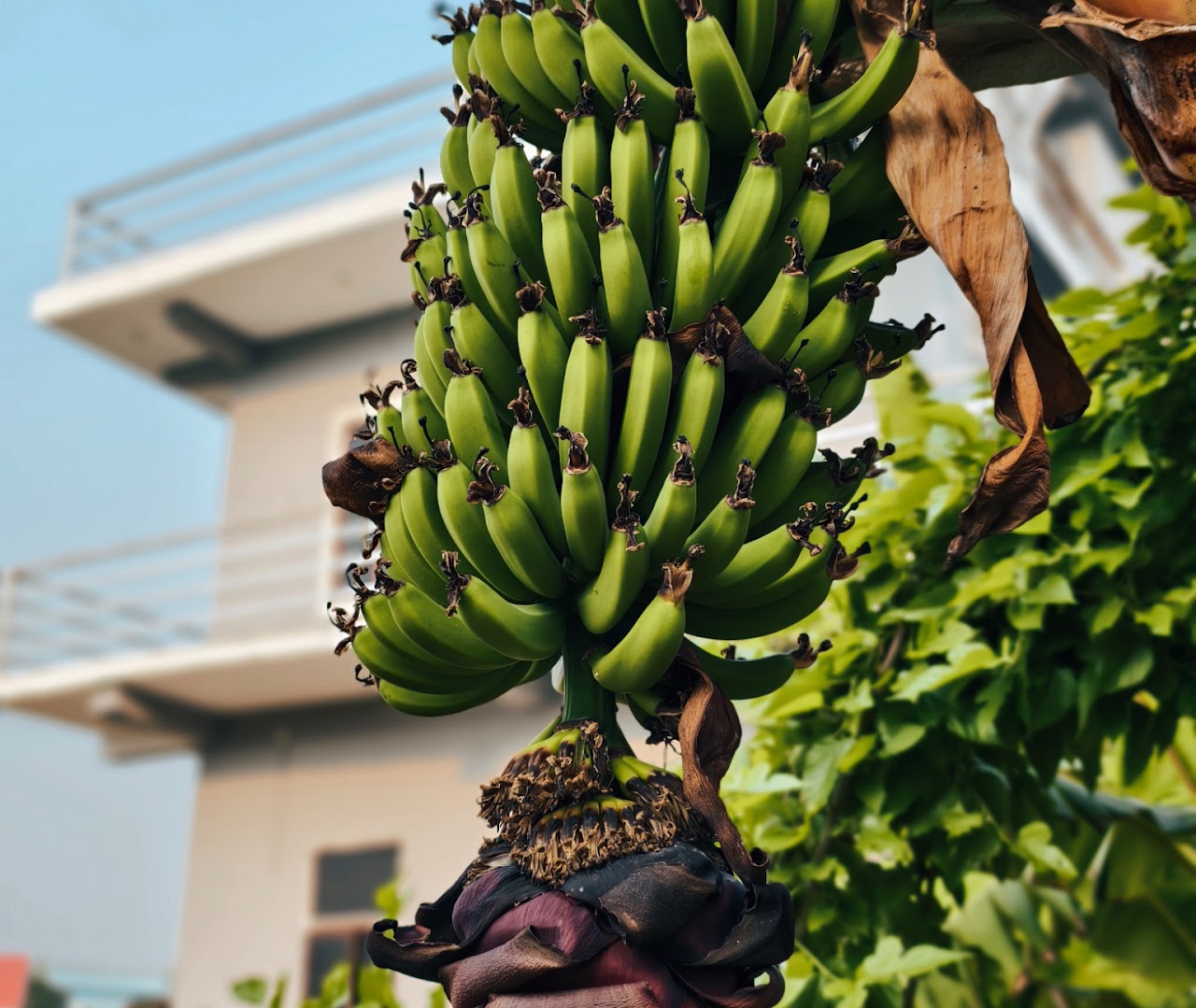 Organic Farming Experience