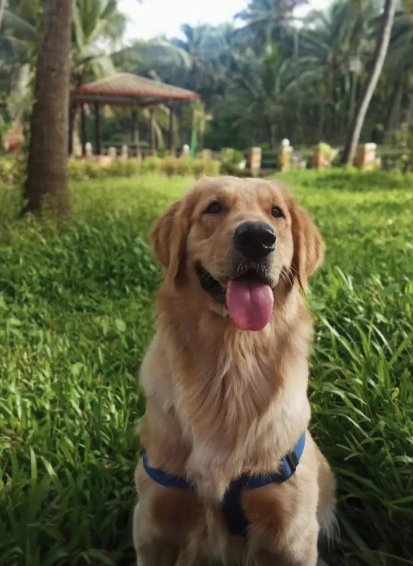 Pet-friendly grounds