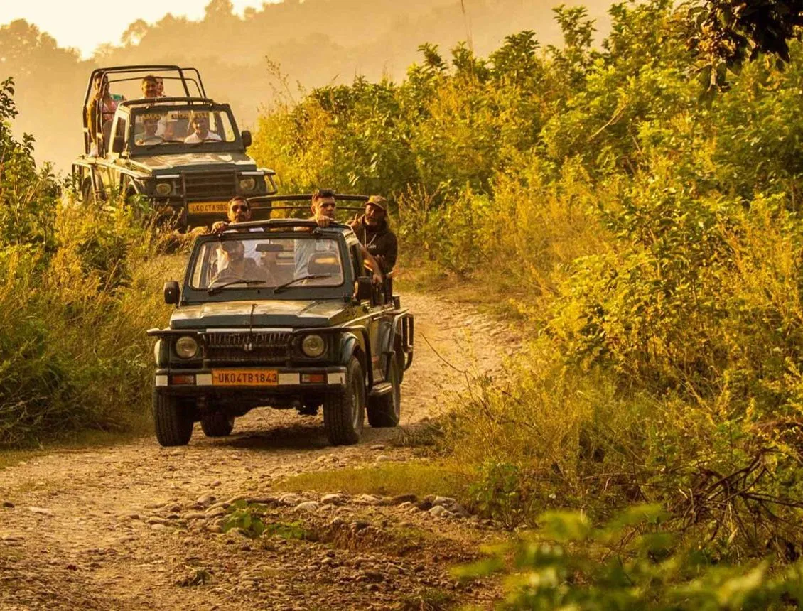 Jungle Safari