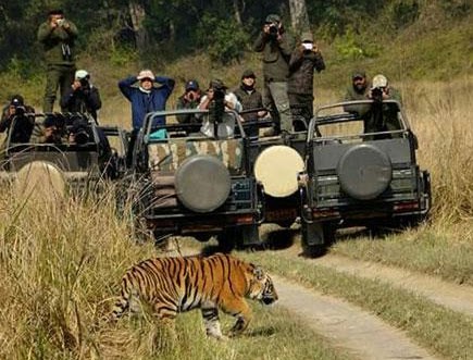 Jungle Safari